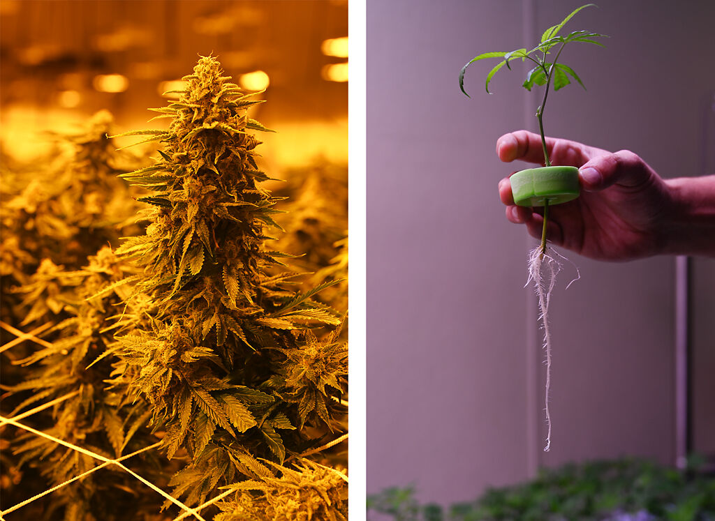 Two plants are pictured Friday in Earth City